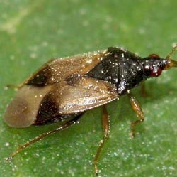 Orius minutus